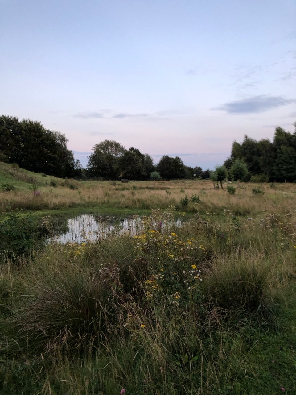 A meadow of tall grasses, a small pond and trees in the background at dusk in Slochteren, The Netherlands.