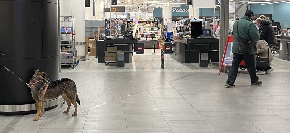 A dog looking back at a human walking away near a supermaket