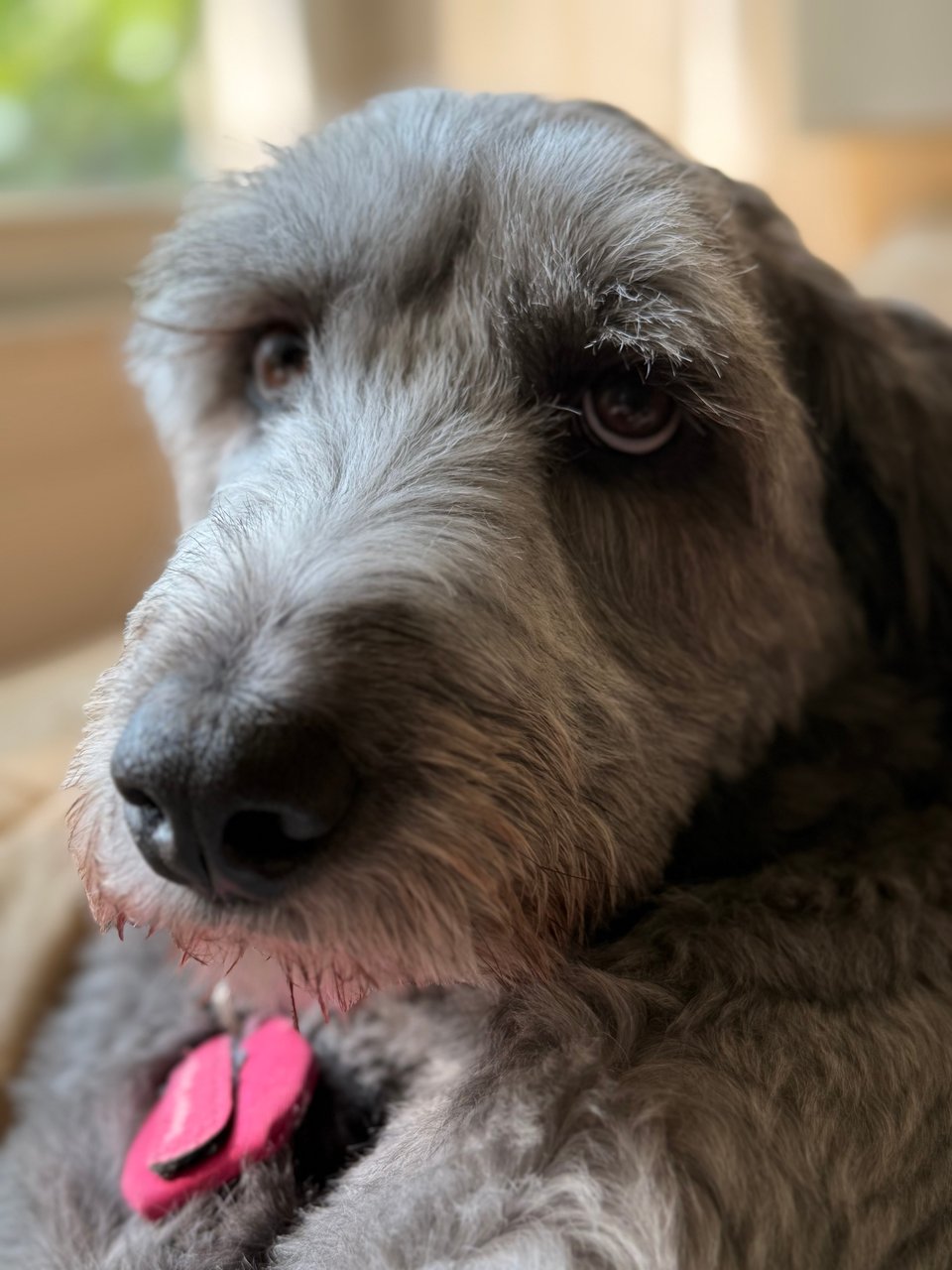 portrait photo of gray Aussiedoodle's face, looking up slightly. She has fluffy, unkempt fur and beautiful eyelashes