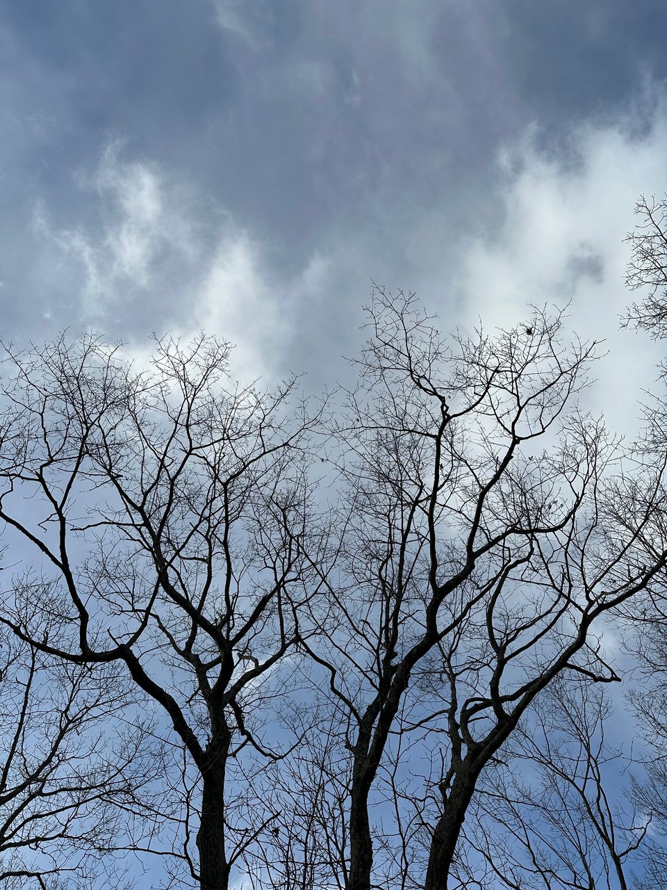 photo of 3 bare trees silhouetted by a blue-gray sky