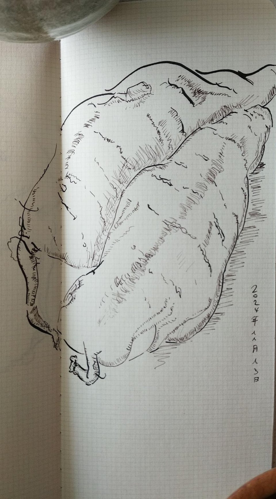 Zebra G drawing of a pair of Japanese sweetpotatoes on 2mm graph paper