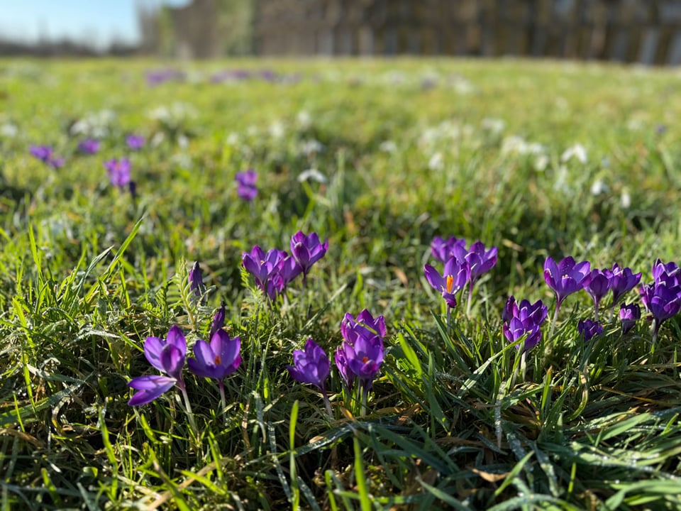 Purple crocuses and white snowdrops in a grass field.