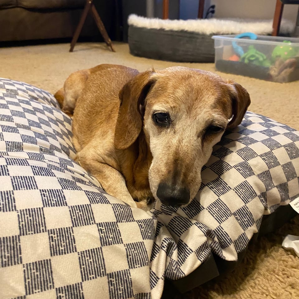 old dog in bed