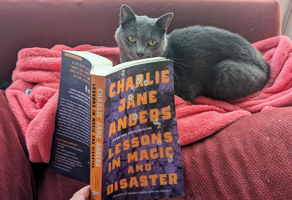 Marcus Aurelius, a grey tabby cat with very pointy ears and soft fur, sits comfortably on his favorite pink slanket on top of a red sofa. He's gazing intently at an advance review copy of Lessons in Magic and Disaster, which has a yellow spine and a purple cover with cracked purple ground with daisies coming up thru the cracks. He looks adorable.