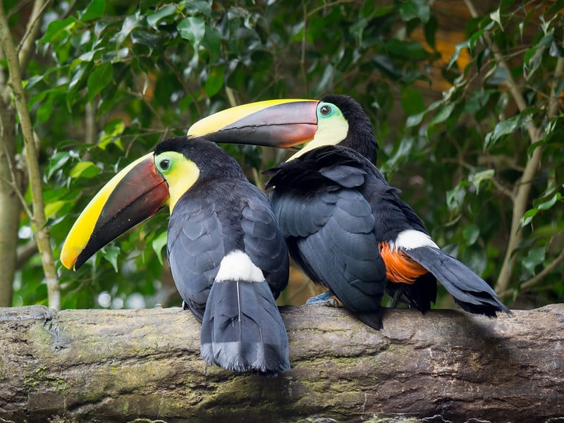 Two toucans perched on a tree limb