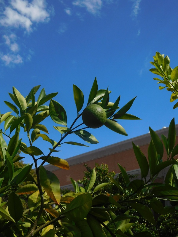 A green sweet organge on a leafy branch set against a bright blue sky
