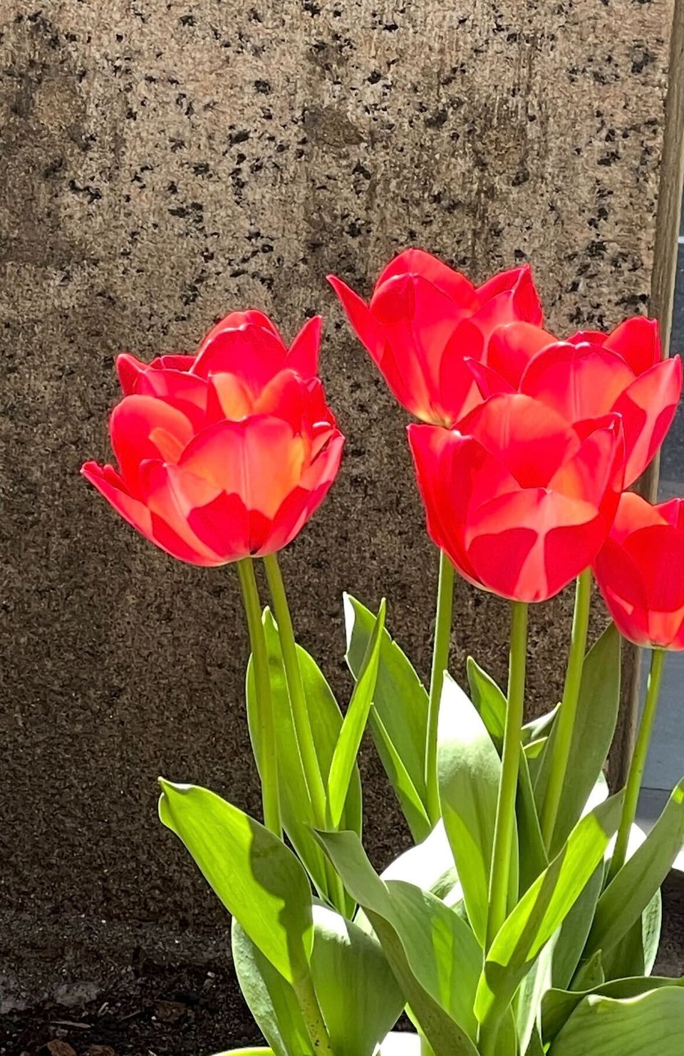 Six sun-drenched bright red tulip flowers in front of a textured concrete wall.