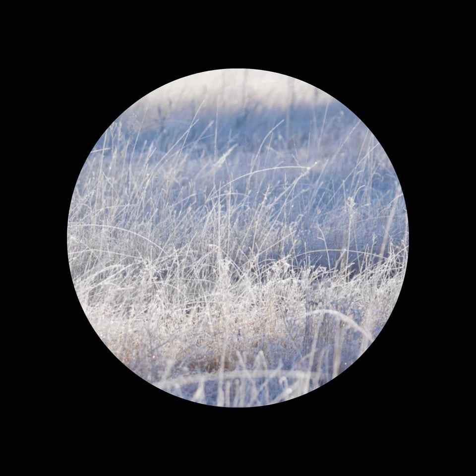 An image of snow covered grasses.