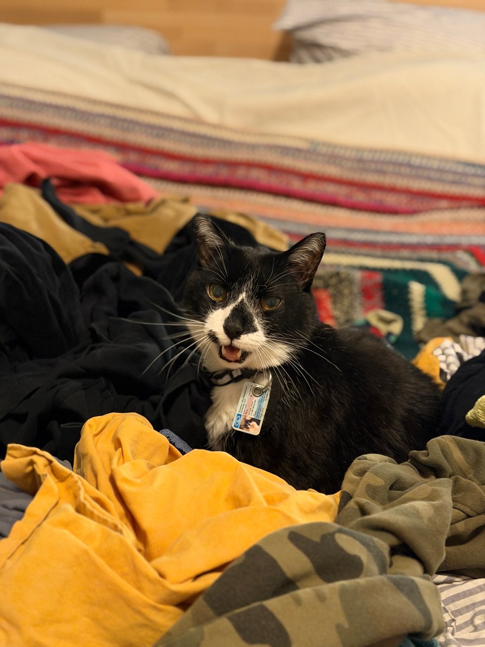 Tuxedo cat meowing in a pile of clean laundry on a bed.