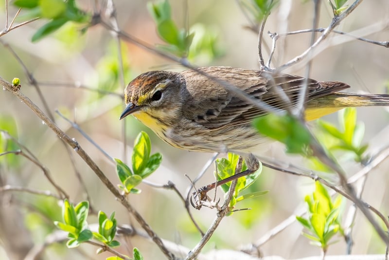 A Palm Warbler, one of 20 or more warbler species that visit Frontenac State Park in May. Frontenac has the highest bird species count of any state park in Minnesota – more than 260 species. Bird watchers flock to the park in May to witness the migration of warblers, vireos, flycatchers, thrushes, tanagers and sparrows. / Photo by Earl Bye
