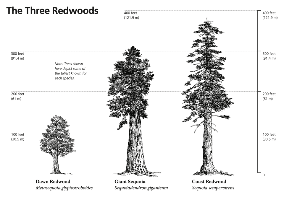 Three types of redwoods
