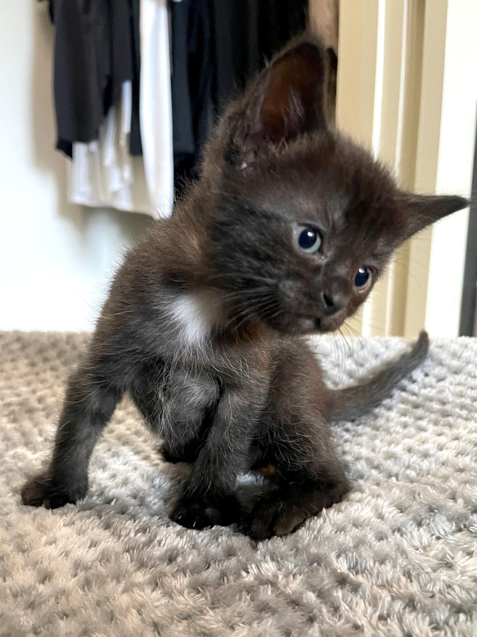 a 5 week old black kitten with a white locket looks off camera