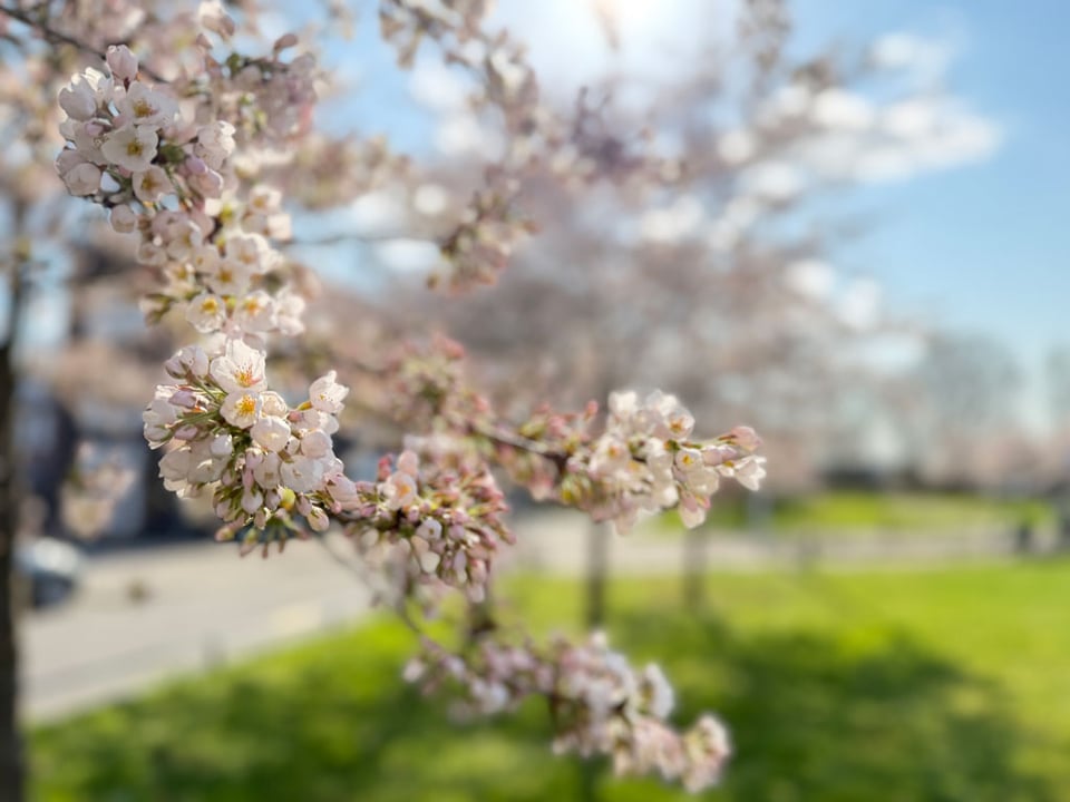 Cherry Blossoms start to pop on trees in a park.