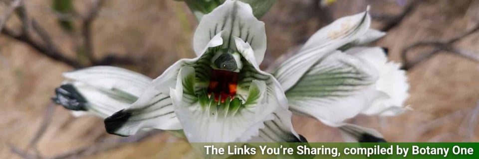 An orchid with white and green petals.