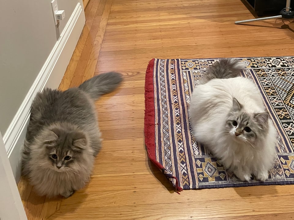 Two kittens lie on the floor waiting for the door to be opened.