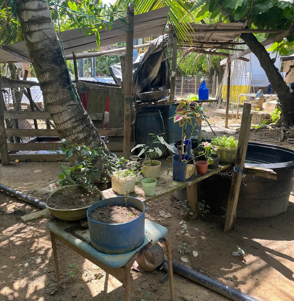 Photograph of a shrub garden on rudimentary furniture in the community of Seheve.