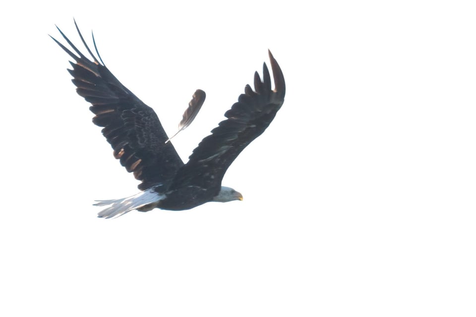 On a beach walk along the Sand Point Trail, Earl and Cara spotted this Bald Eagle flying out of the trees. Earl quickly snapped a picture. As they walked back along the water’s edge, the pair noticed a feather in the sand and wondered if it was from an eagle. Later, when looking through his photos, Earl found that he had captured the moment the feather fell to earth.