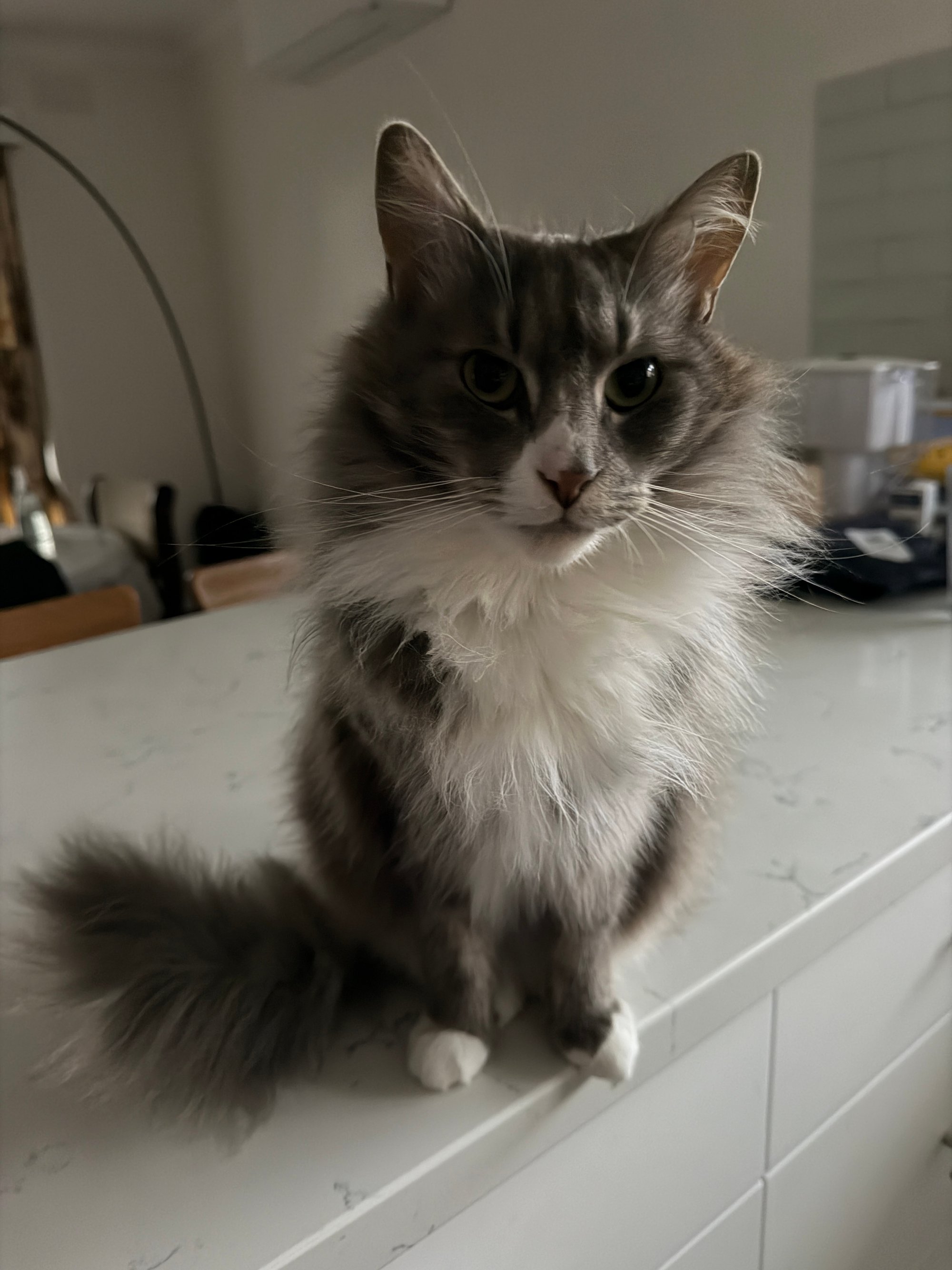 gandalf