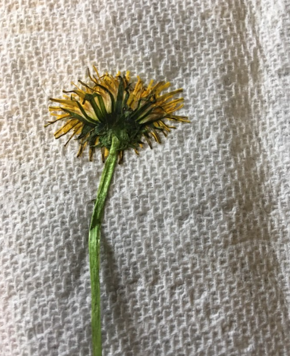 A dandelion sits on a piece of paper towel.