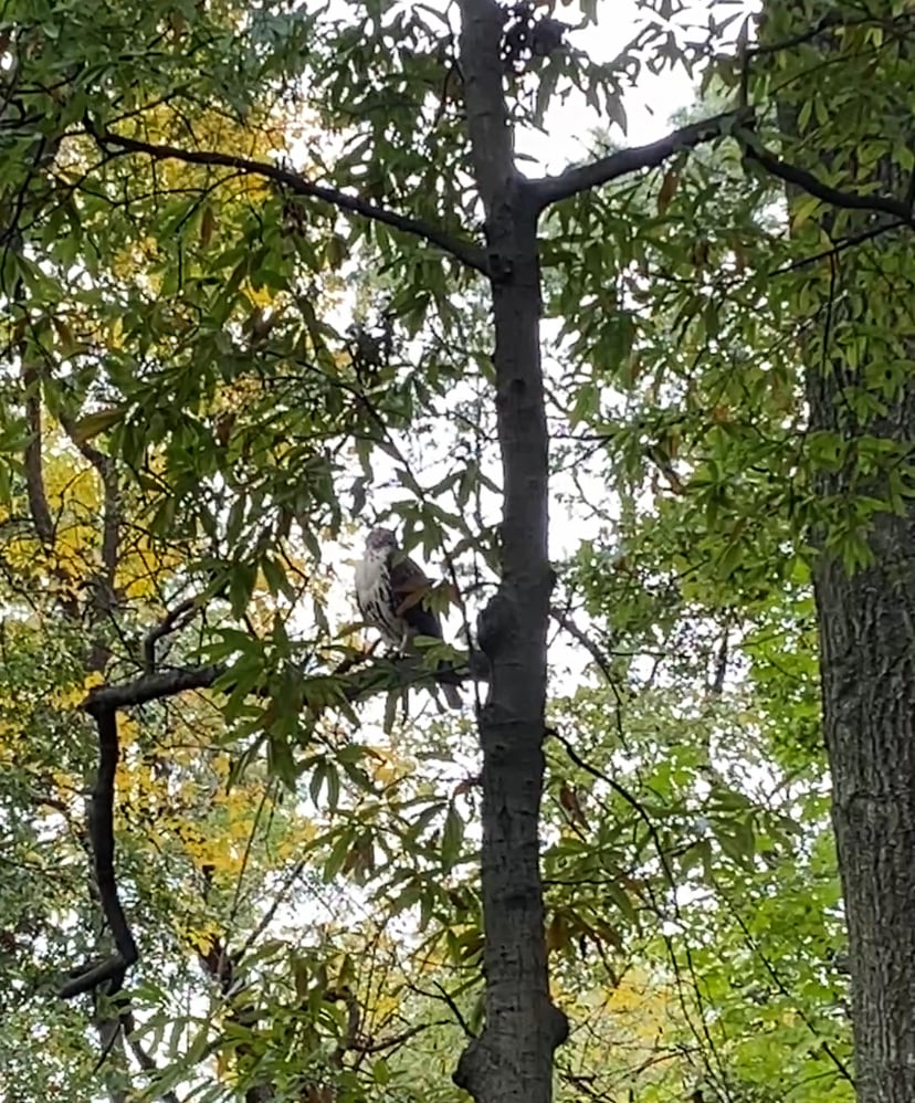 a juvenile red-tailed hawk sitting in a tree branch surrounded by green leaves