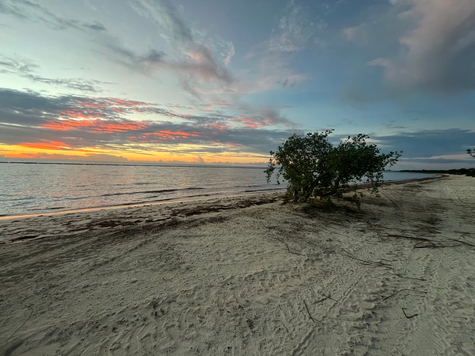 Sunset on a beach. The yellow and orange sky is just poking through some grey clouds, and there’s a bedraggled looking tree on the edge of the water.