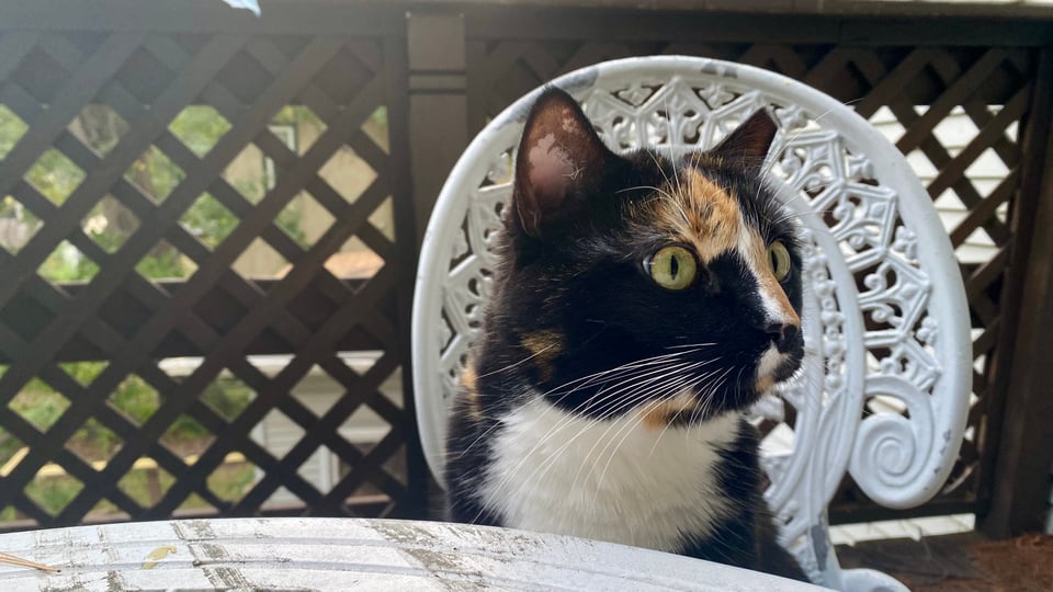 Scribble, a tortoiseshell cat, sits in an ornate white cast iron patio chair, at a batching table, on a balcony.