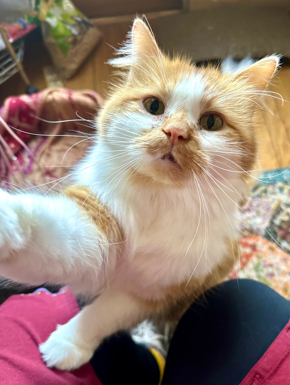 a fluffy orange and white kitty pawing at the camera demanding attention