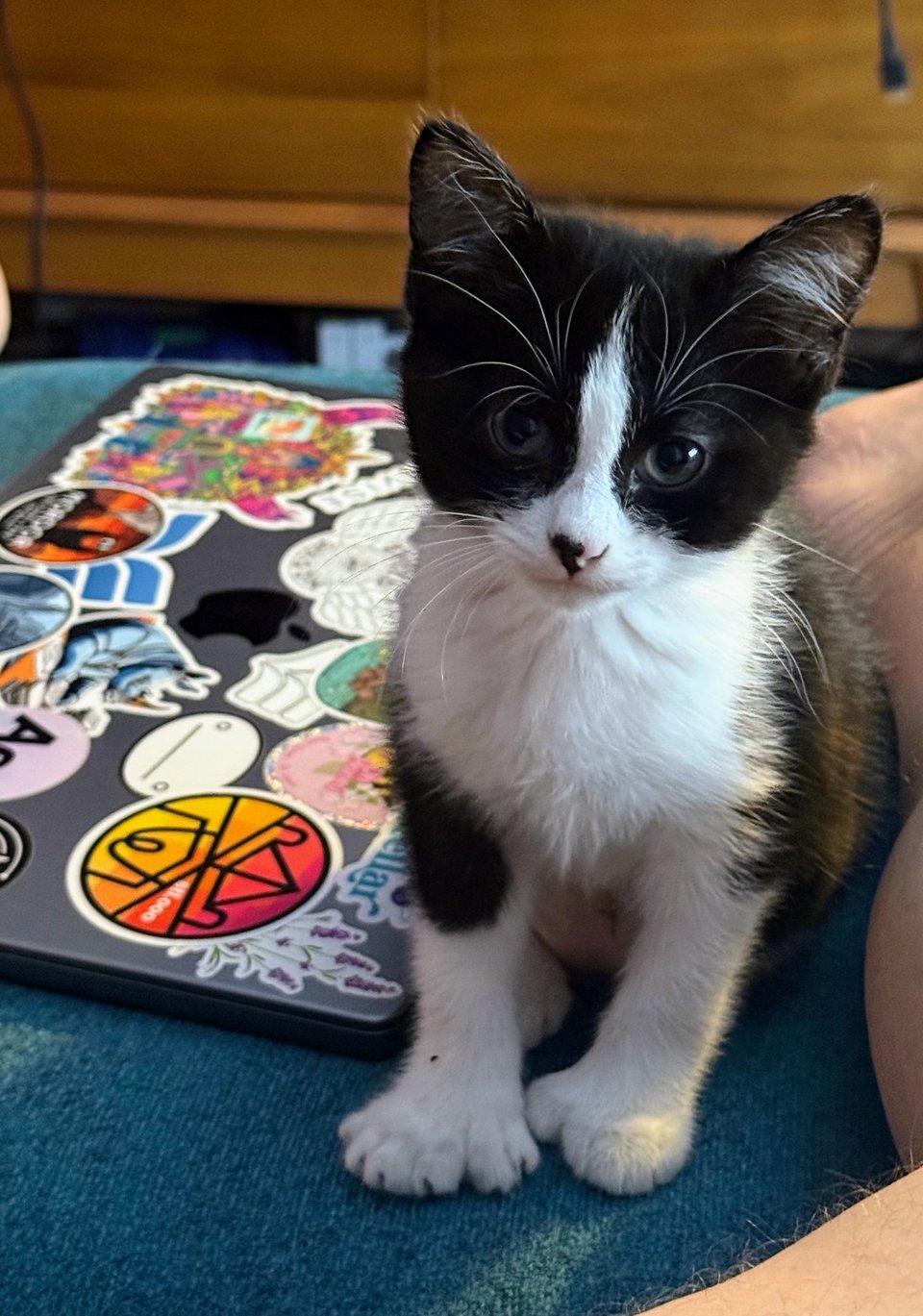 a kitten sitting next to a laptop
