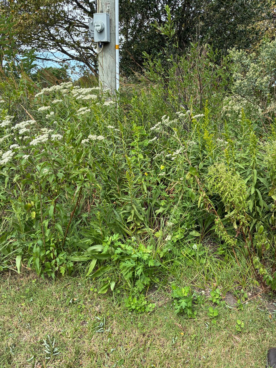 Bright green or yellow butterfly on green foliage; white flowers.