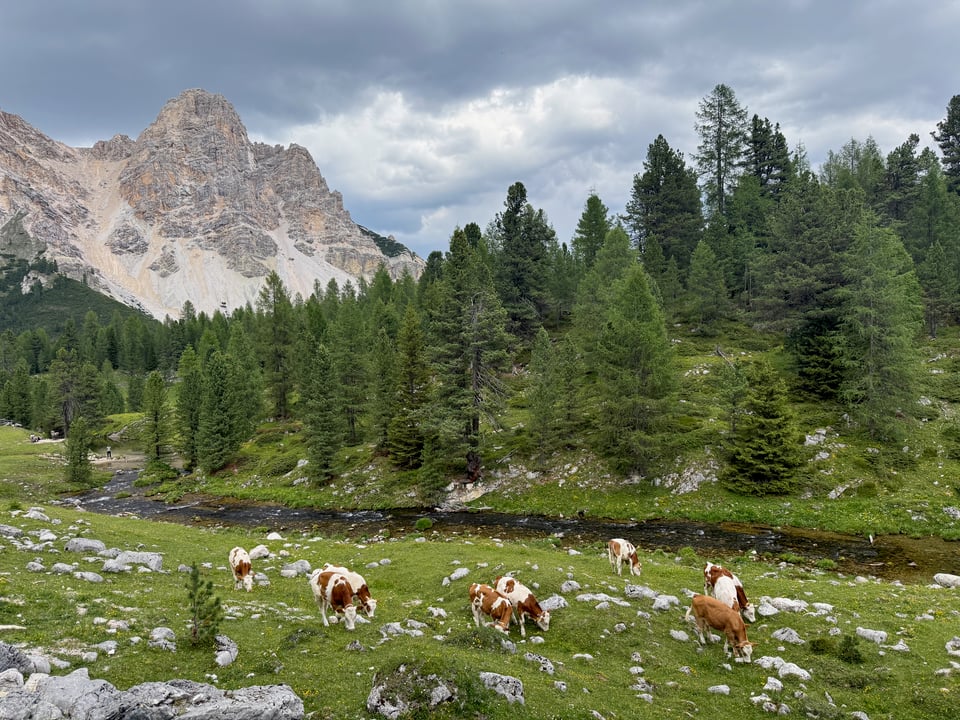 cows eating grass