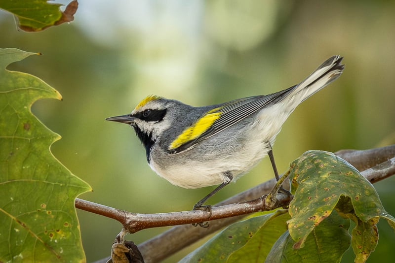 A Golden-winged Warbler. / iNaturalist photo by rambrose