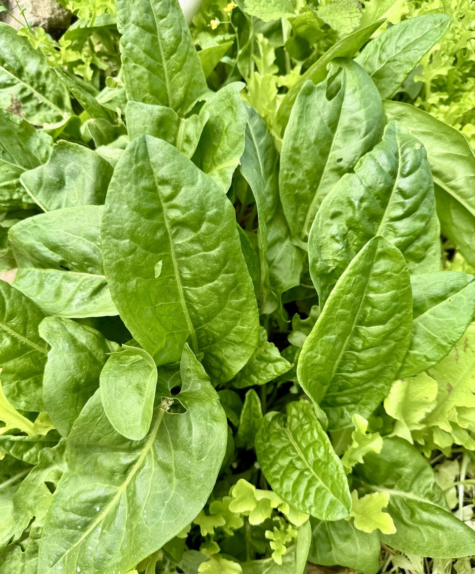            Celebrating Spring with Sorrel!