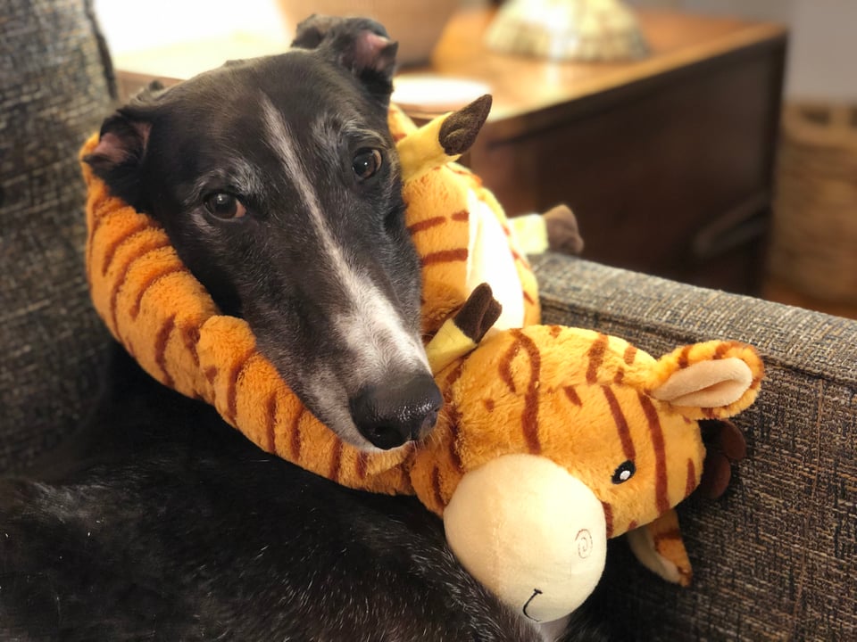 photo of b/w greyhound with a giraffe toy around his neck