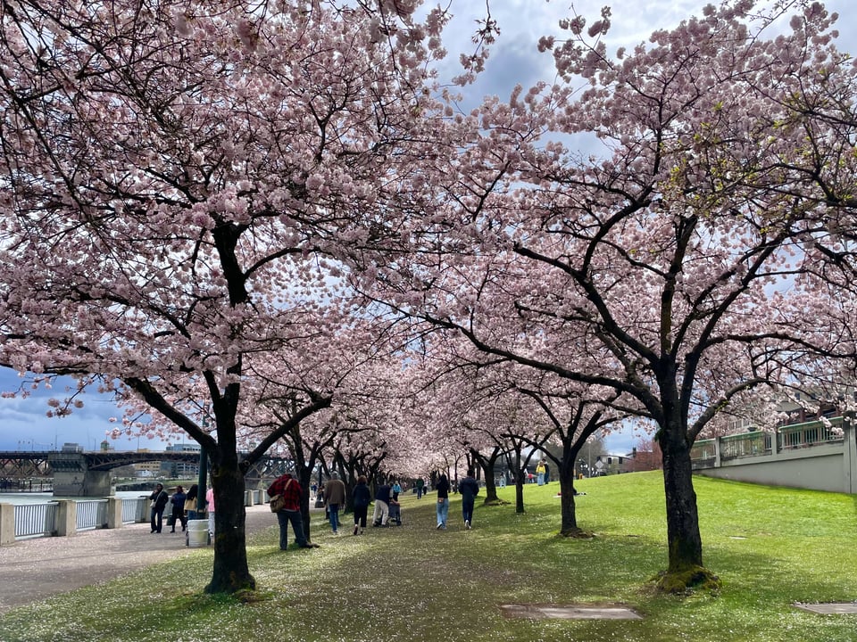 two rows of blooming cherry blossom trees in Portland's Tom McCall Waterfront Park