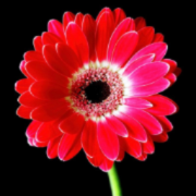 Letters from the Garden logo
