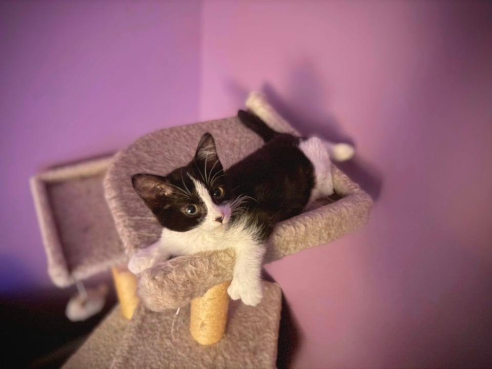 a kitten laying on a scratching post
