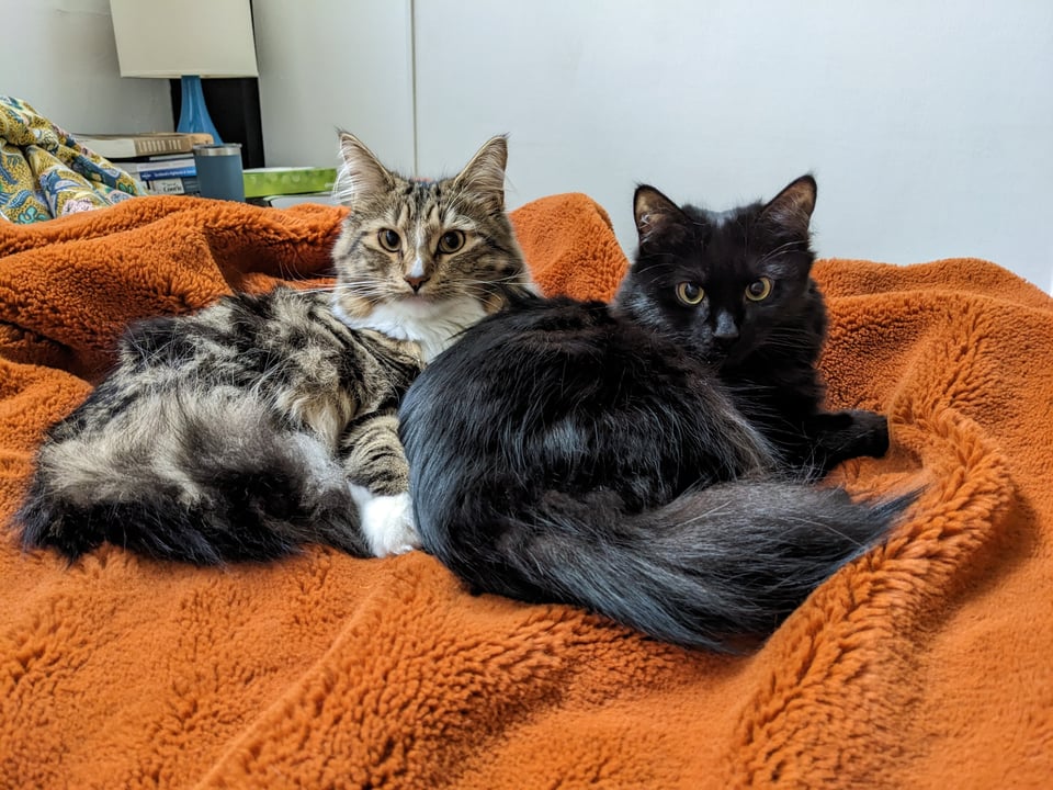A photo of my two cats on an orange blanket. Eddie is a tabbie with a fluffy tail and Agnes is all black with a fluffy tail. They're lying together, looking at the camera.