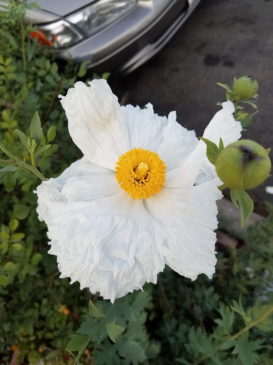 Close-up of a matilija poppy, with white petals that look like crepe paper, and a yellow center.