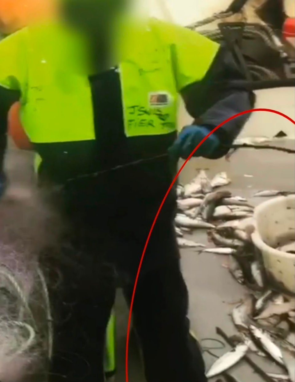 Beaucoup de poissons sont tués pour rien. Ils jonchent le pont des bateaux avant d’être rejetés morts à la mer.

Cette destruction de petits poissons qui auraient dû devenir les gros poissons de demain est contre productive et affaiblit les pêches futures.