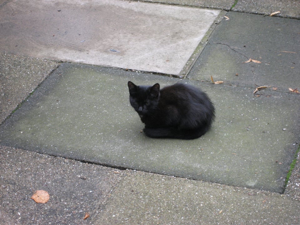 A small black cat, eyes closed, sitting on a large flagstone.