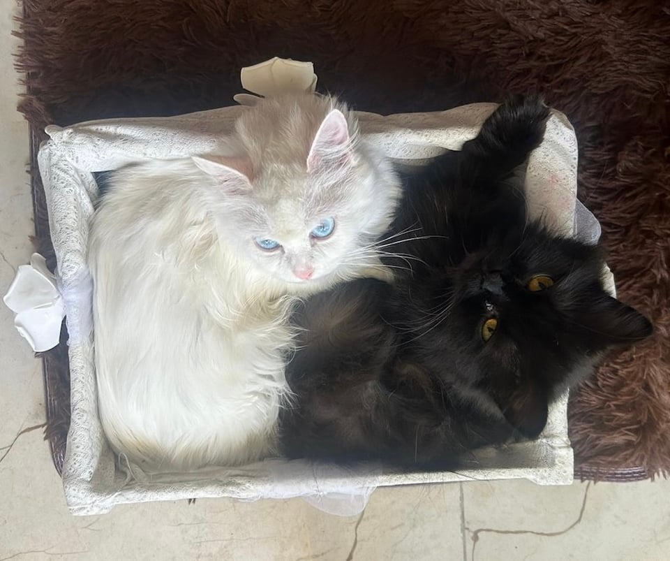 Two cats curled up together in a small box, one white, one black
