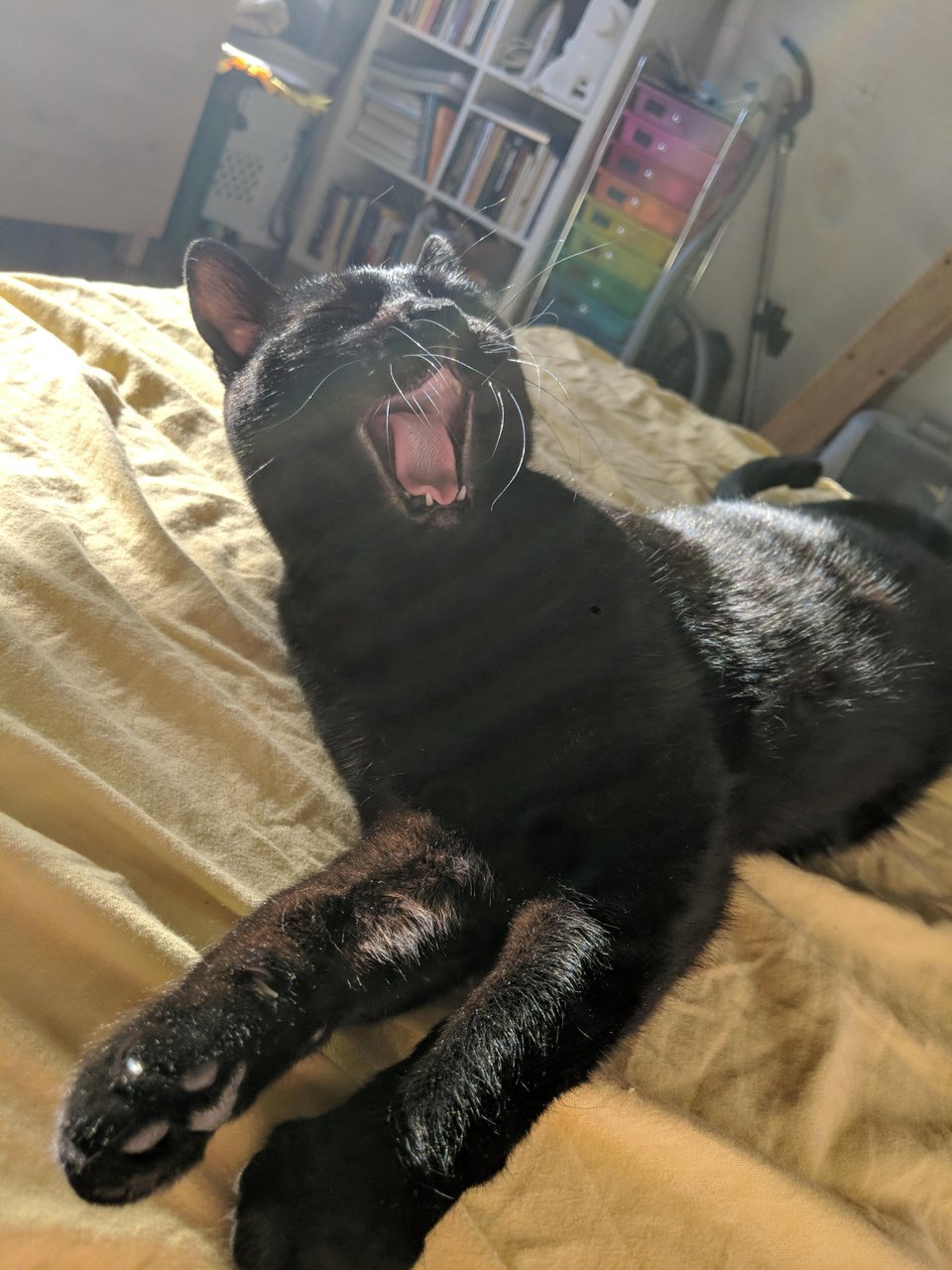 a black cat lying down with mouth wide open, looking like she's singing