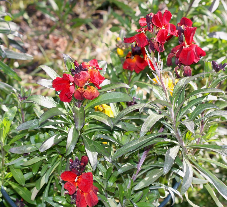 A clump of bright red wallflowers