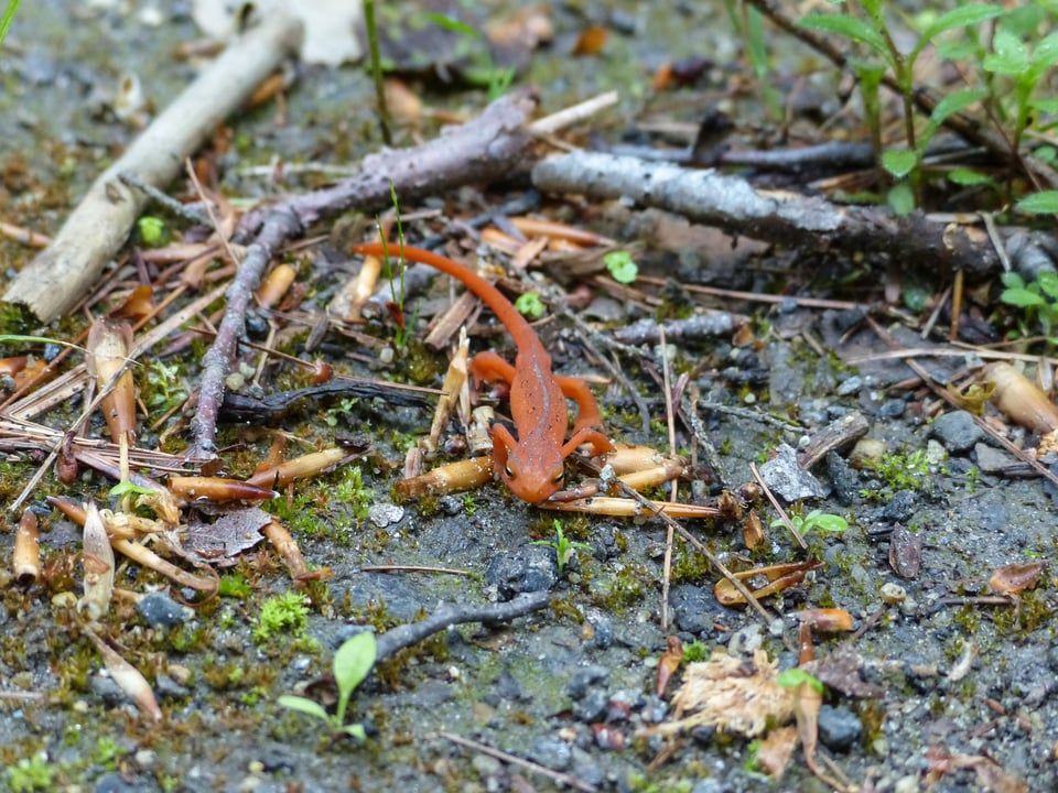 Closeup photo of a patch of ground with sticks, seeds, moss, and leaves, plus a bright orange red eft crawling toward the camera.