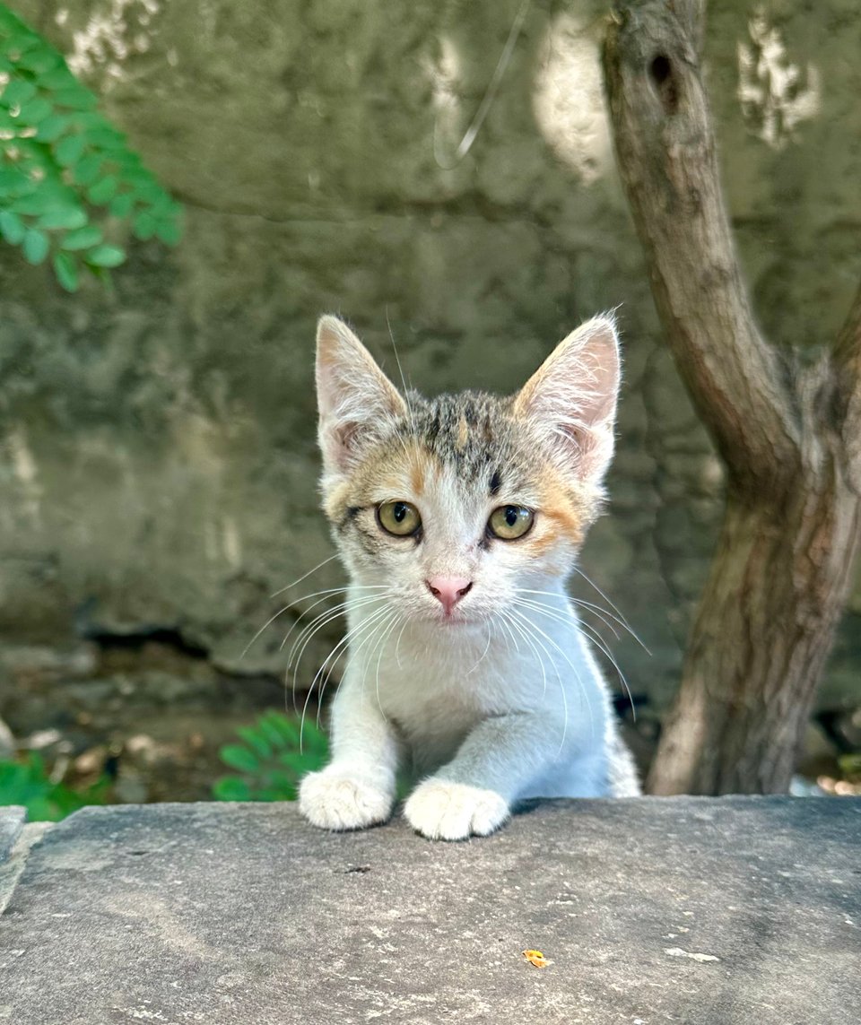 a sad looking kitten peeking over a stone wall