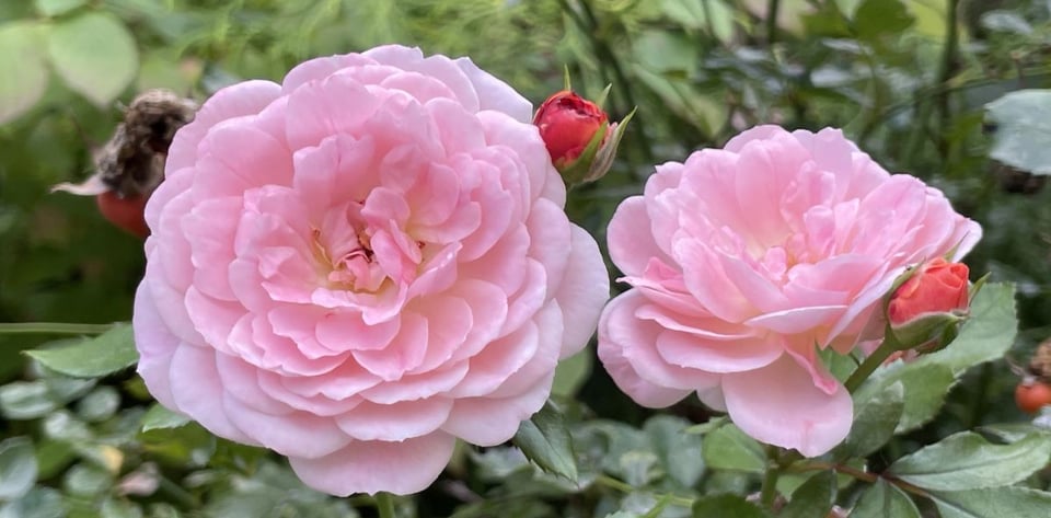A closeup of two frilly pink roses with small, short petals, in a more salmony shade of pink