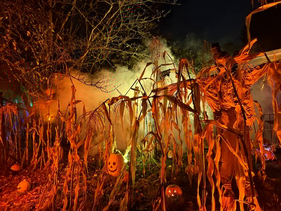 An eerie scene of corn stalks with some spooky scarecrows. There are pumpkins dotted around. Fog fills the scene from behind
