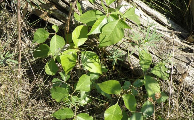 Poison ivy: We may not like it, but it’s a native species that serves as a food source for several species. / Photo courtesy of the Minnesota Department of Agriculture