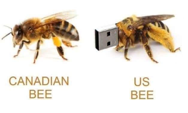 Canadian Bee / US Bee