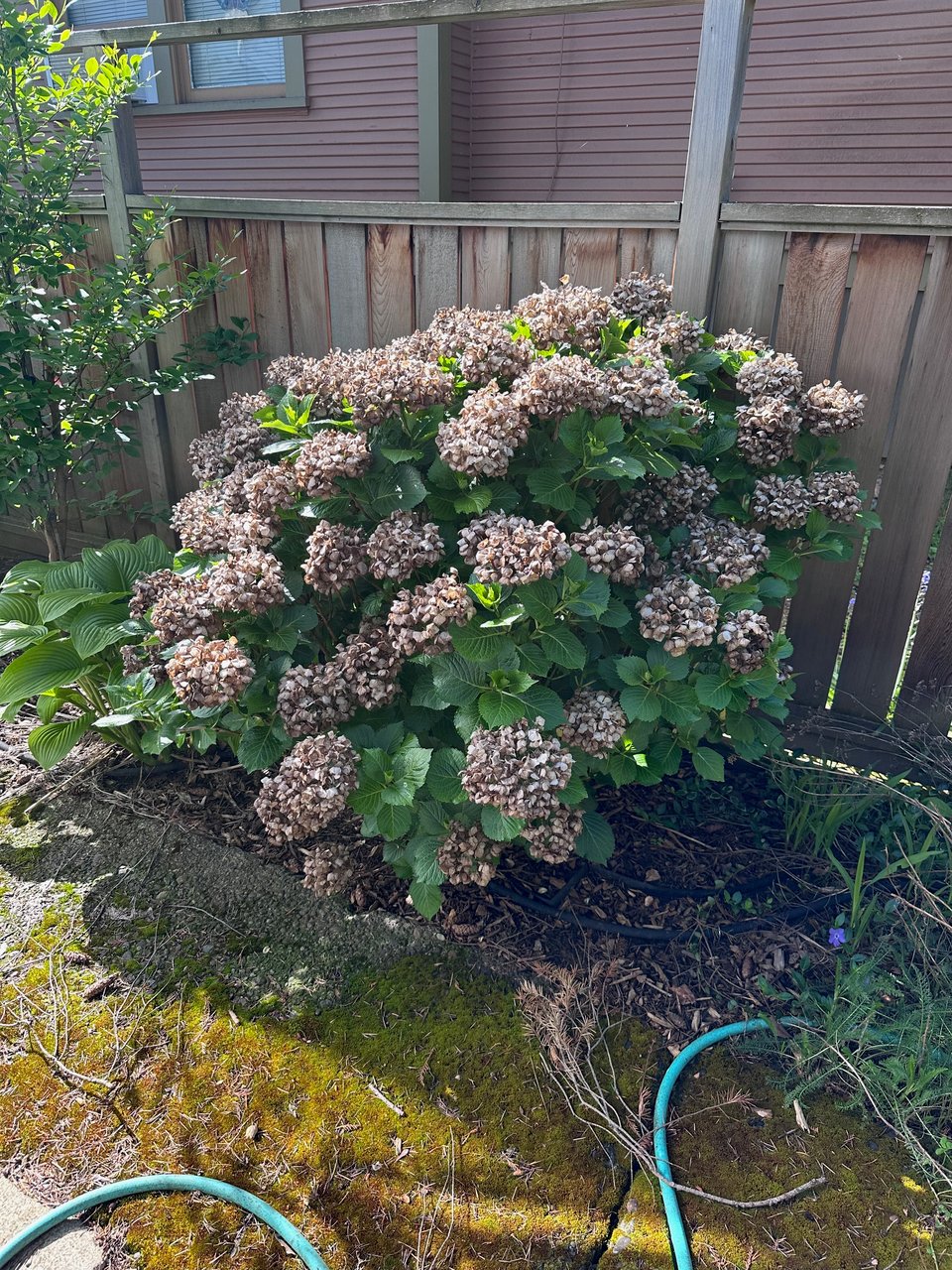 A hydrangea bush about 80% as tall as the fence panel behind it, covered in dried brown blooms from last year and fully leafed out with this year's foliage. In the foreground, a mossy concrete walkway with a UV-faded green garden hose casually stretched across.